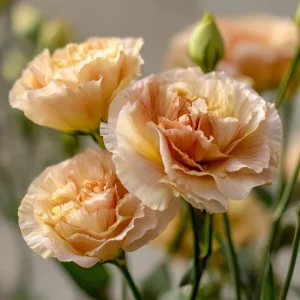 Lisianthus Seeds, Voyage 2 Champagne, Soft Apricot Eustoma Grandiflorum, 25 Seeds - Image 5