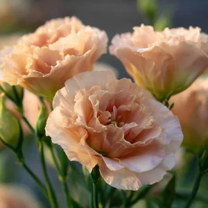 Lisianthus Seeds, Voyage 2 Champagne, Soft Apricot Eustoma Grandiflorum, 25 Seeds - Image 6