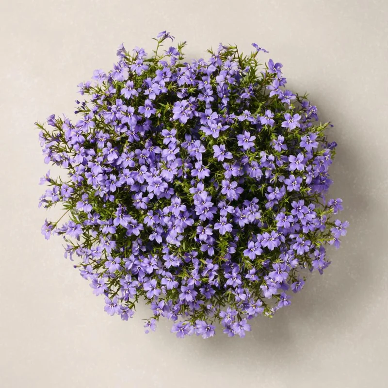 Lobelia Crystal Palace Seeds - Violet-Blue Edging Flowers, 50 Seeds - Image 3