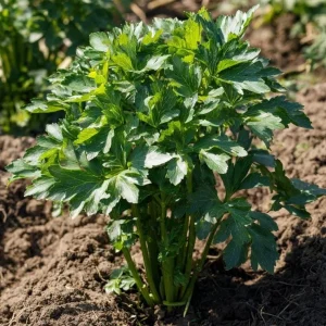 Lovage Seeds (Levisticum officinale) - 50 Seeds - Culinary & Medicinal Herb - Image 2