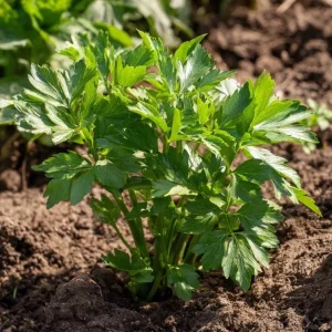 Lovage Seeds (Levisticum officinale) - 50 Seeds - Culinary & Medicinal Herb - Image 3