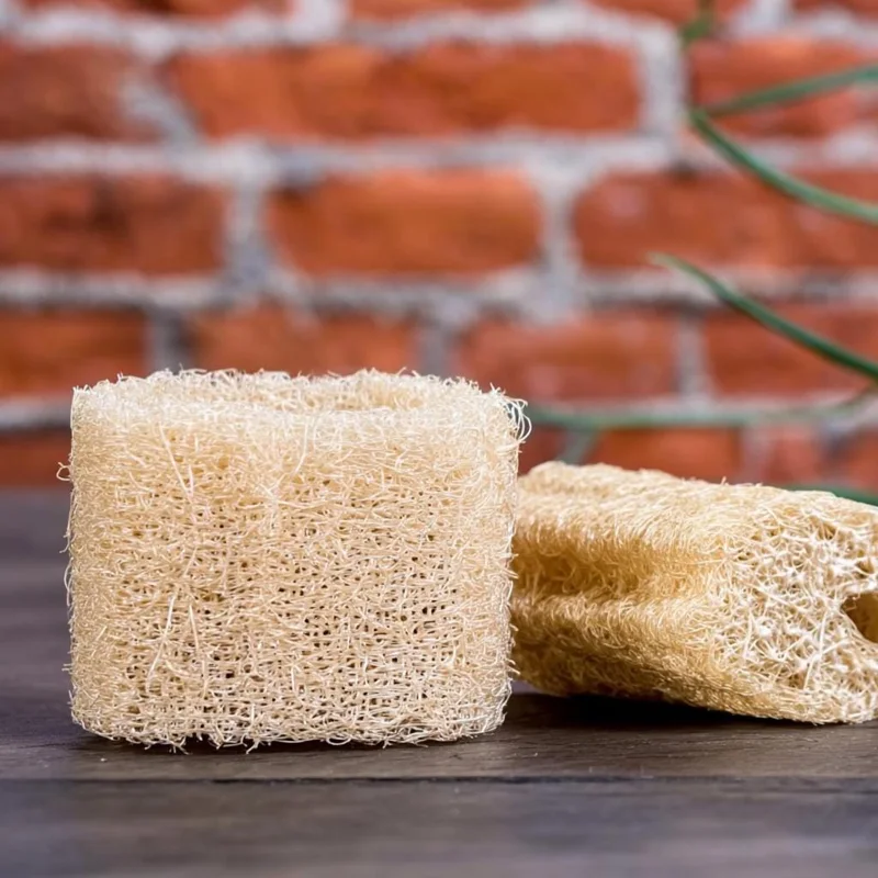 Luffa Gourd Seeds - Heirloom Edible & Natural Sponge Gourds - 15 Seeds - Image 4