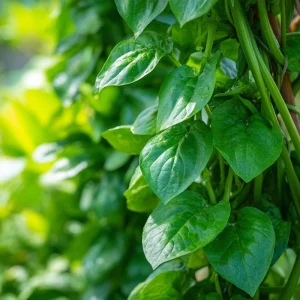 Malabar Spinach Seeds - Basella Alba Edible Climbing Vine - 50 Seeds - Image 4