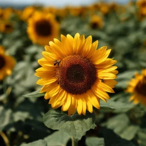 Mammoth Grey Stripe Sunflower Seeds – 15 Count, Giant Heirloom, Edible, Outdoor - Image 3