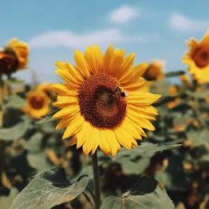 Mammoth Grey Stripe Sunflower Seeds – 15 Count, Giant Heirloom, Edible, Outdoor - Image 1