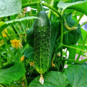 Marketmore Cucumber Live Plant - Heirloom Slicing Vegetable, 4-6 Inch Tall, 4
