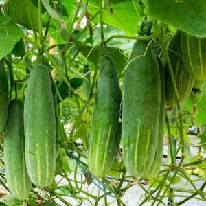 Marketmore Cucumber Live Plant - Heirloom Slicing Vegetable, 4-6 Inch Tall, 4