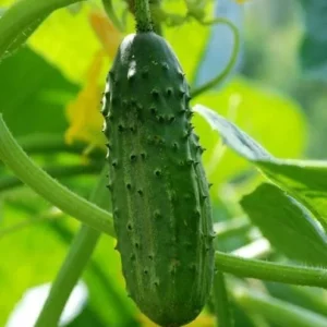 Marketmore Cucumber Live Plant - Heirloom Slicing Vegetable, 4-6 Inch Tall, 4