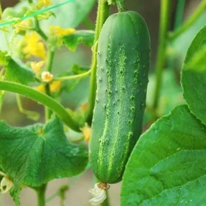 Marketmore Cucumber Live Plant - Heirloom Slicing Vegetable, 4-6 Inch Tall, 4