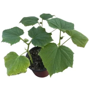 Marketmore Cucumber Live Plant - Heirloom Slicing Vegetable, 4-6 Inch Tall, 4