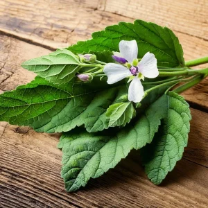 Marshmallow Seeds - Althaea officinalis Perennial Herb - 50 Seeds - Outdoor - Image 2