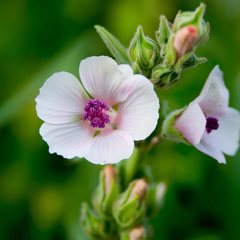 Marshmallow Seeds - Althaea officinalis Perennial Herb - 50 Seeds - Outdoor - Image 3