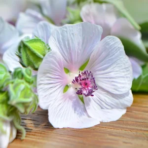 Marshmallow Seeds - Althaea officinalis Perennial Herb - 50 Seeds - Outdoor - Image 4