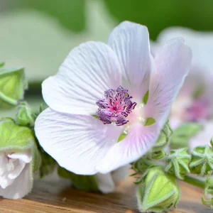 Marshmallow Seeds - Althaea officinalis Perennial Herb - 50 Seeds - Outdoor - Image 5