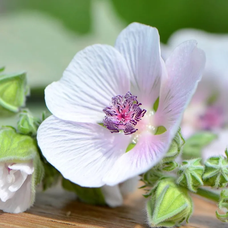 Marshmallow Seeds - Althaea officinalis Perennial Herb - 50 Seeds - Outdoor - Image 5
