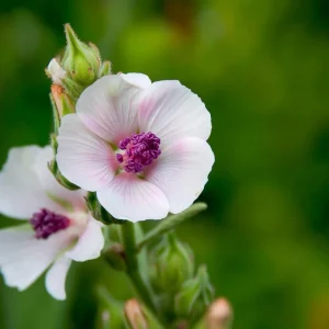Marshmallow Seeds - Althaea officinalis Perennial Herb - 50 Seeds - Outdoor - Image 6