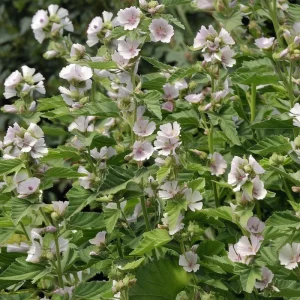 Marshmallow Seeds - Althaea officinalis Perennial Herb - 50 Seeds - Outdoor - Image 1