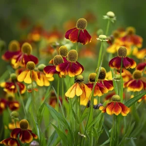 Mexican Hat Coneflower Seeds (Ratibida columnifera) - 300 Count, Perennial, Pollinator-Friendly - Image 2