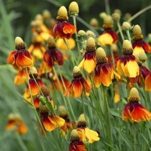 Mexican Hat Coneflower Seeds (Ratibida columnifera) - 300 Count, Perennial, Pollinator-Friendly - Image 4