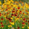 Mexican Hat Coneflower Seeds (Ratibida columnifera) - 300 Count, Perennial, Pollinator-Friendly - Image 1