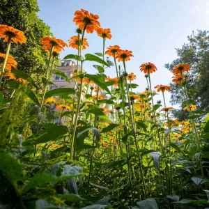 Mexican Sunflower Seeds Tithonia rotundifolia - 50 Seeds, Bright Orange Blooms, Pollinator Magnet - Image 2