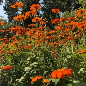 Mexican Sunflower Seeds Tithonia rotundifolia - 50 Seeds, Bright Orange Blooms, Pollinator Magnet - Image 4