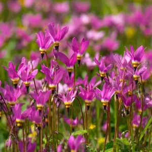 Midland Shooting Star Seeds - Dodecatheon meadia Wildflower - 25 Seeds, Pollinator-Friendly, Outdoor Perennial - Image 2