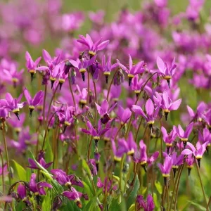 Midland Shooting Star Seeds - Dodecatheon meadia Wildflower - 25 Seeds, Pollinator-Friendly, Outdoor Perennial - Image 3