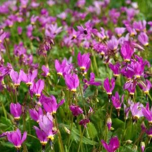 Midland Shooting Star Seeds - Dodecatheon meadia Wildflower - 25 Seeds, Pollinator-Friendly, Outdoor Perennial - Image 4