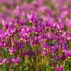 Midland Shooting Star Seeds - Dodecatheon meadia Wildflower - 25 Seeds, Pollinator-Friendly, Outdoor Perennial - Image 1