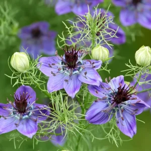 Midnight Nigella Seeds - Deep Blue Love-in-a-Mist Flowers, 100 Seeds, Annual Wildflower - Image 2