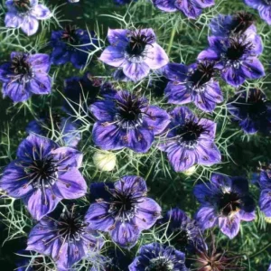 Midnight Nigella Seeds - Deep Blue Love-in-a-Mist Flowers, 100 Seeds, Annual Wildflower - Image 3