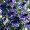 Midnight Nigella Seeds - Deep Blue Love-in-a-Mist Flowers, 100 Seeds, Annual Wildflower - Image 1