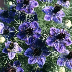 Midnight Nigella Seeds - Deep Blue Love-in-a-Mist Flowers, 100 Seeds, Annual Wildflower - Image 1