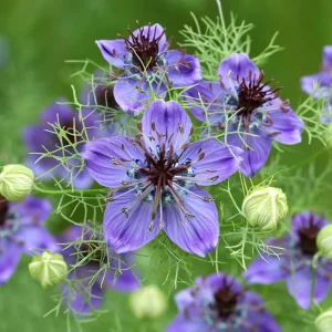 Midnight Nigella Seeds - Deep Blue Love-in-a-Mist Flowers, 100 Seeds, Annual Wildflower - Image 4