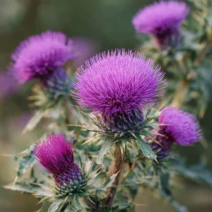 Milk Thistle Seeds - 30 Count Heirloom Medicinal & Culinary Herb, Easy-to-Grow Garden Plant - Image 3