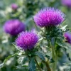 Milk Thistle Seeds - 30 Count Heirloom Medicinal & Culinary Herb, Easy-to-Grow Garden Plant - Image 1