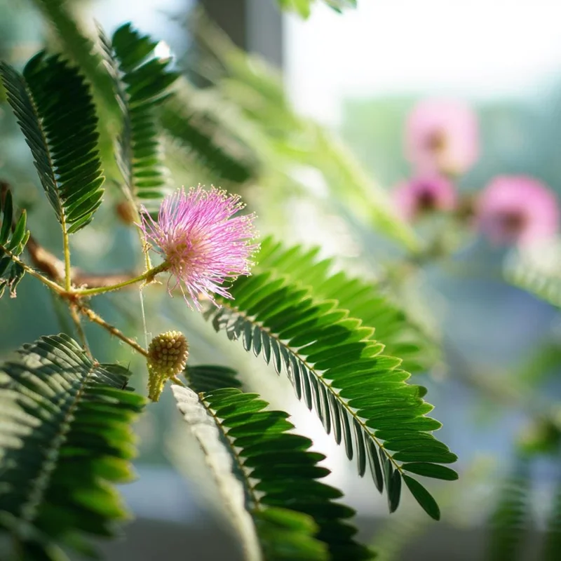 Mimosa Pudica Seeds - Sensitive Plant 'Touch-Me-Not' - 20 Seed Pack - Image 2
