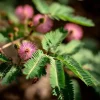 Mimosa Pudica Seeds - Sensitive Plant 'Touch-Me-Not' - 20 Seed Pack - Image 1