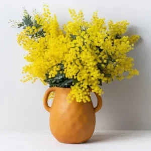 Mimosa Wattle Live Plant Seedling – Yellow Flowers, 3-5 Inch Tall, 4 Inch Pot Outdoor - Image 1
