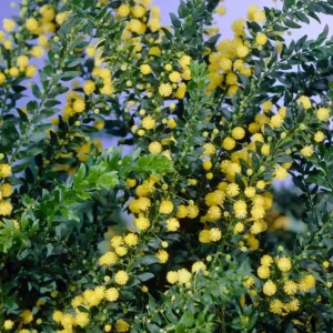 Mimosa Wattle Live Plant Seedling – Yellow Flowers, 3-5 Inch Tall, 4 Inch Pot Outdoor - Image 4
