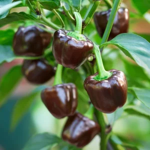 Mini Chocolate Sweet Bell Pepper Seeds – 20 Count, High-Yield, Compact Plant - Image 3