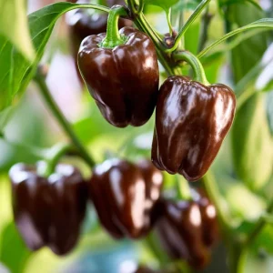Mini Chocolate Sweet Bell Pepper Seeds – 20 Count, High-Yield, Compact Plant - Image 1