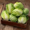 Mini Napa Cabbage Seeds - 50 Count Compact Chinese Cabbage for Containers - Image 1