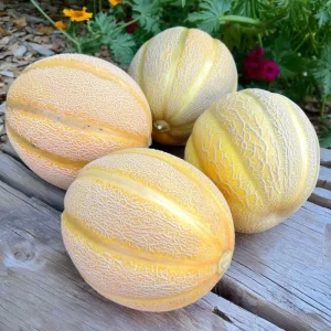 Minnesota Midget Melon Seeds - 25 Count, Heirloom, Sweet & Compact Variety - Image 2