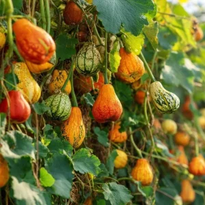 Mixed Gourd Seeds - Cucurbita Pepo, 15 Seeds for Colorful Garden Decor - Image 3