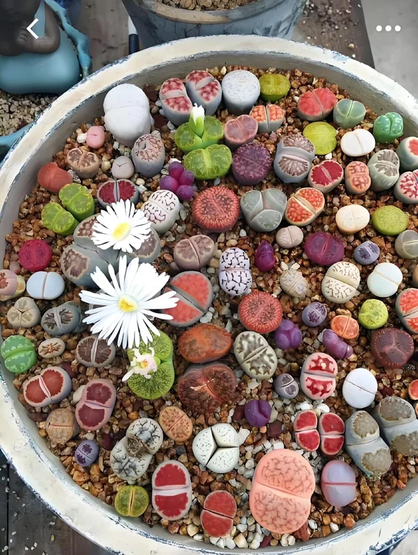 Mixed Lithops Seeds - Living Stone Succulents - 50 Seeds - Drought Tolerant - Image 2