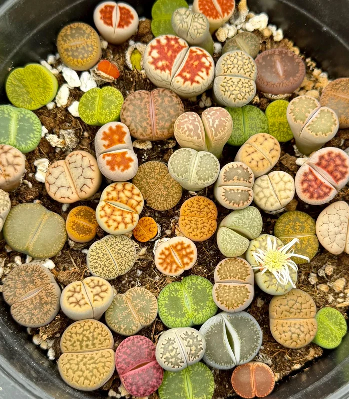 Mixed Lithops Seeds - Living Stone Succulents - 50 Seeds - Drought Tolerant - Image 4