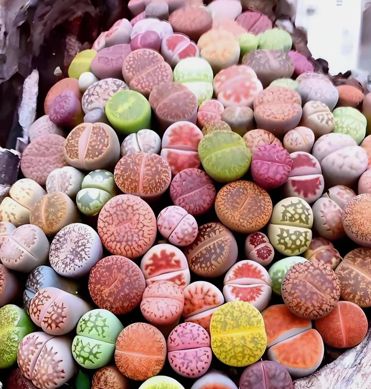 Mixed Lithops Seeds - Living Stone Succulents - 50 Seeds - Drought Tolerant - Image 1