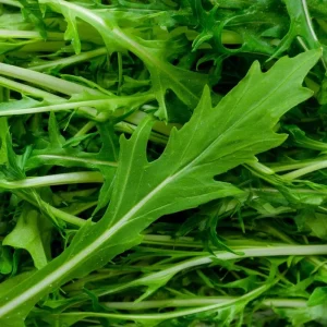 Mizuna Mustard Greens Seeds Heirloom 250 Seeds - Fast-Growing Leafy Greens - Image 2